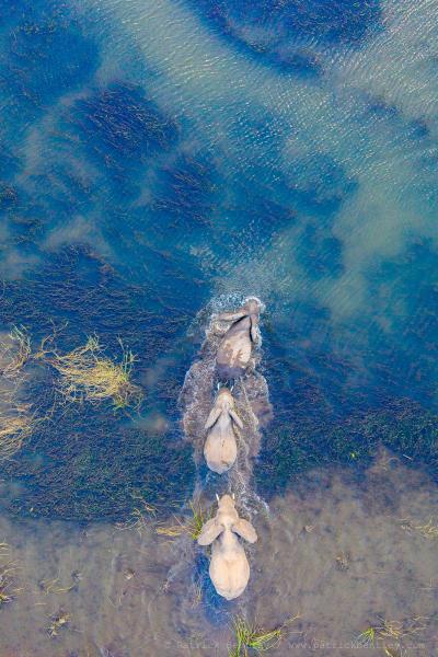 Vibrant blue, birds eye view of elephants in the water